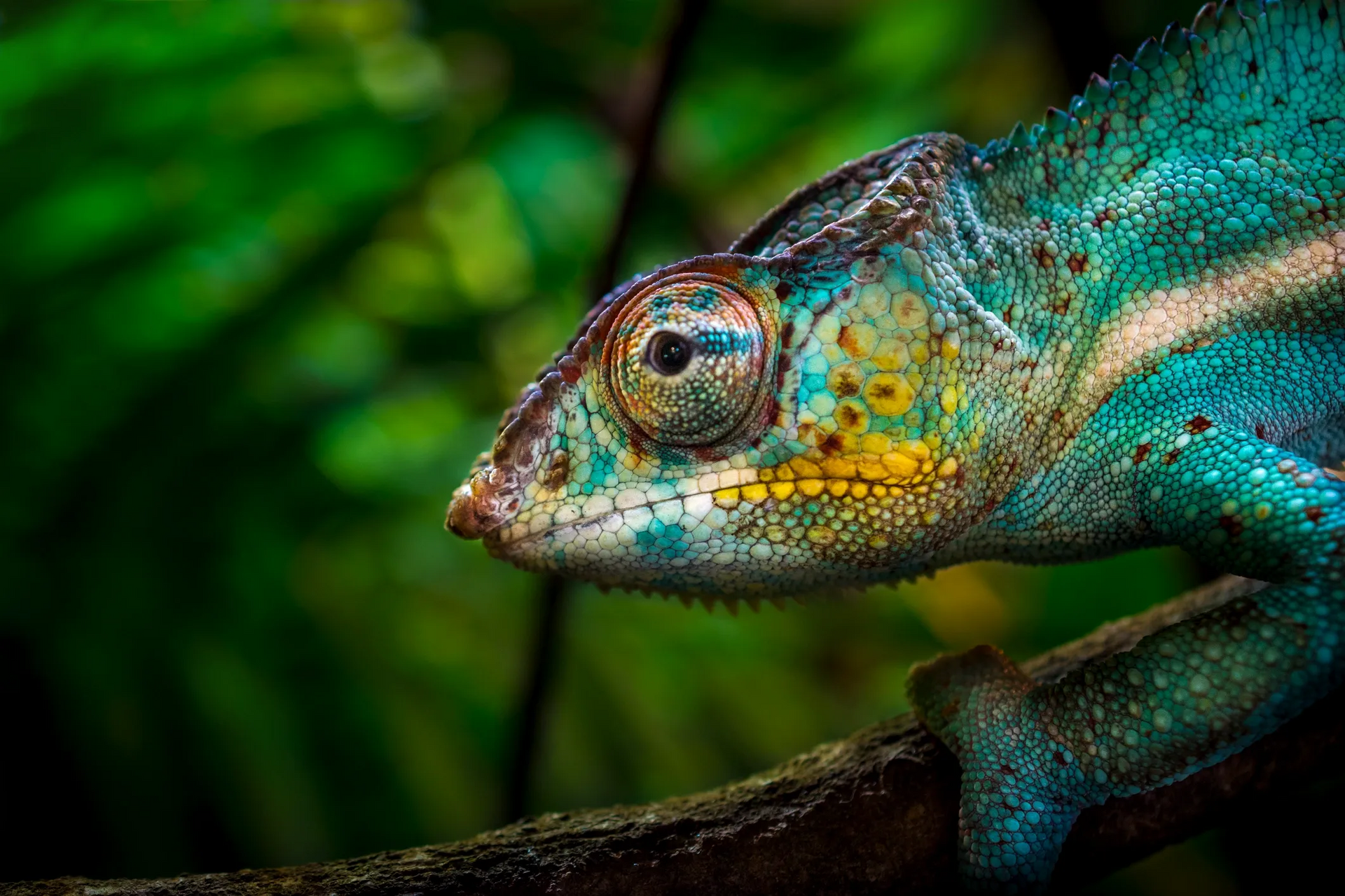 Blue and yellow chameleon on a branch, blending into green foliage. — AT My Place Counselling and Psychotherapy in Neutral Bay, NSW