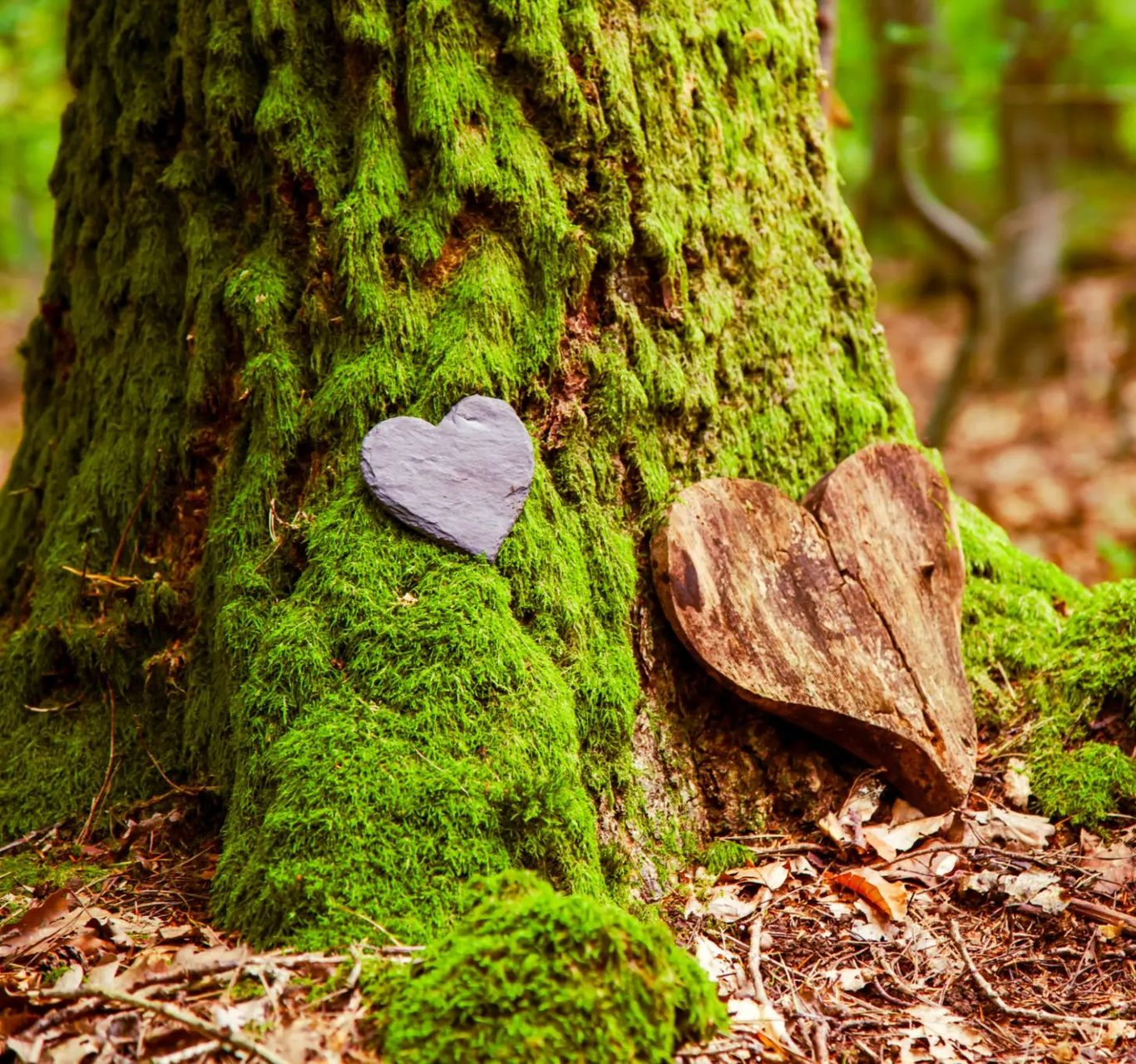 Two heart-shaped objects, one stone, one wood, rest on a mossy tree trunk in a forest. — AT My Place Counselling and Psychotherapy in Neutral Bay, NSW