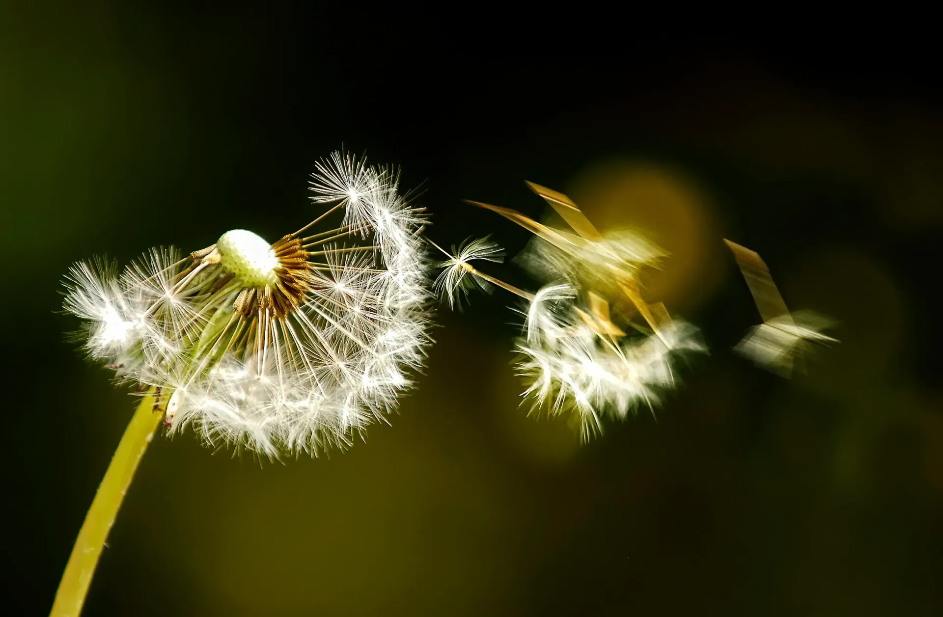 Dandelion head releasing seeds, blurred motion with dark background. — AT My Place Counselling and Psychotherapy in North Sydney, NSW