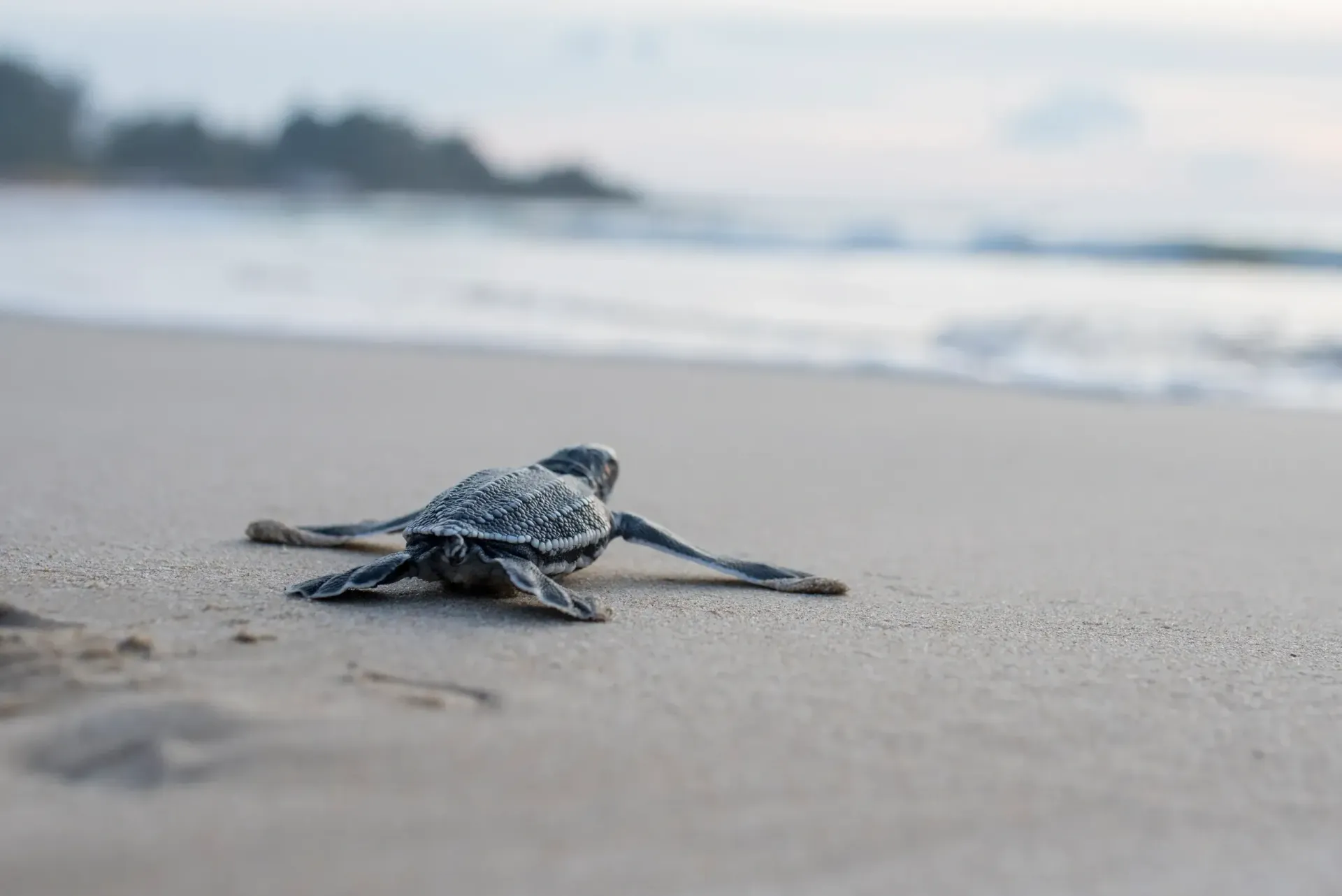 Baby sea turtle crawls toward the ocean on a sandy beach. — AT My Place Counselling and Psychotherapy in Neutral Bay, NSW