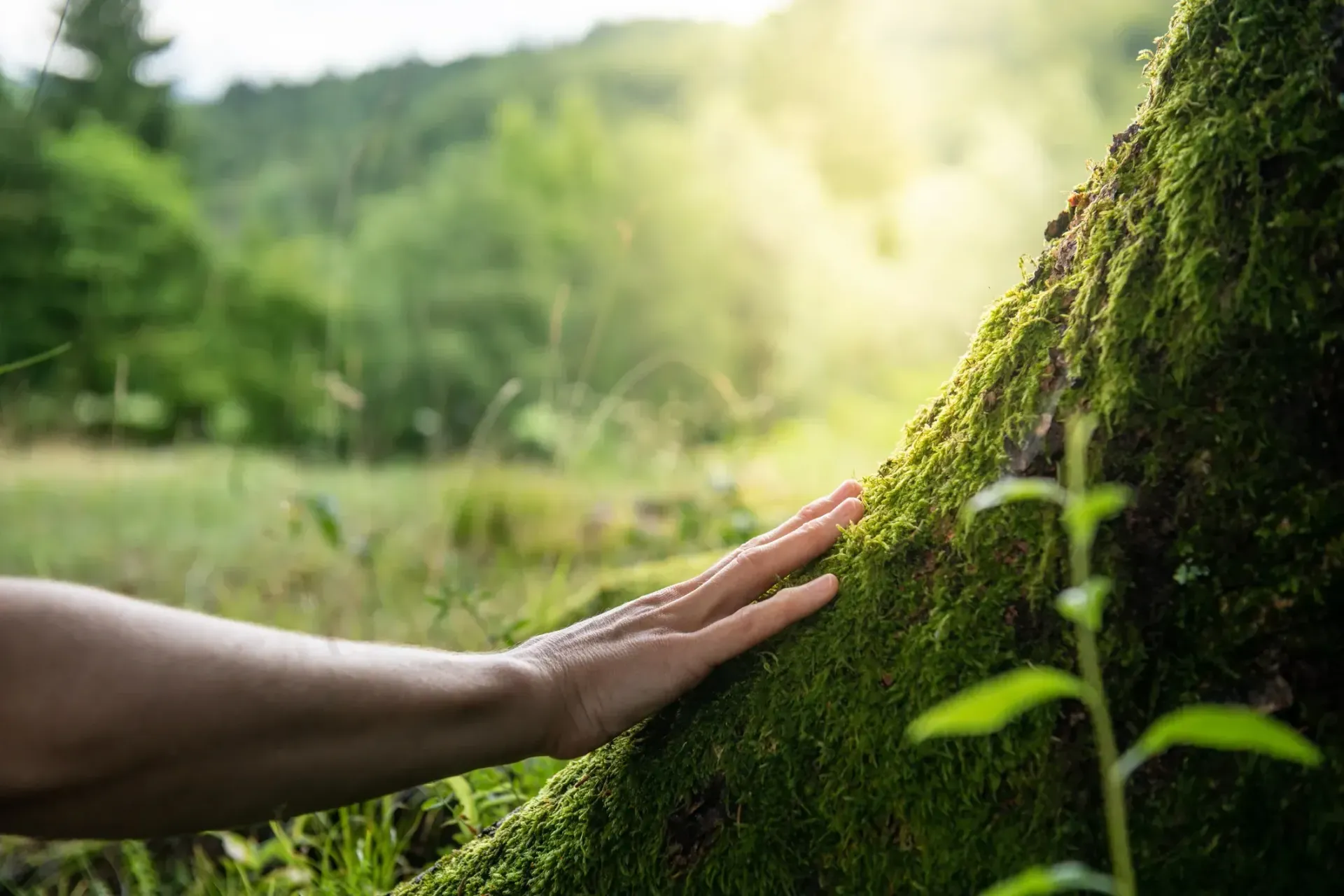 Hand gently touching moss-covered tree trunk in a sunlit forest. — AT My Place Counselling and Psychotherapy in North Sydney, NSW