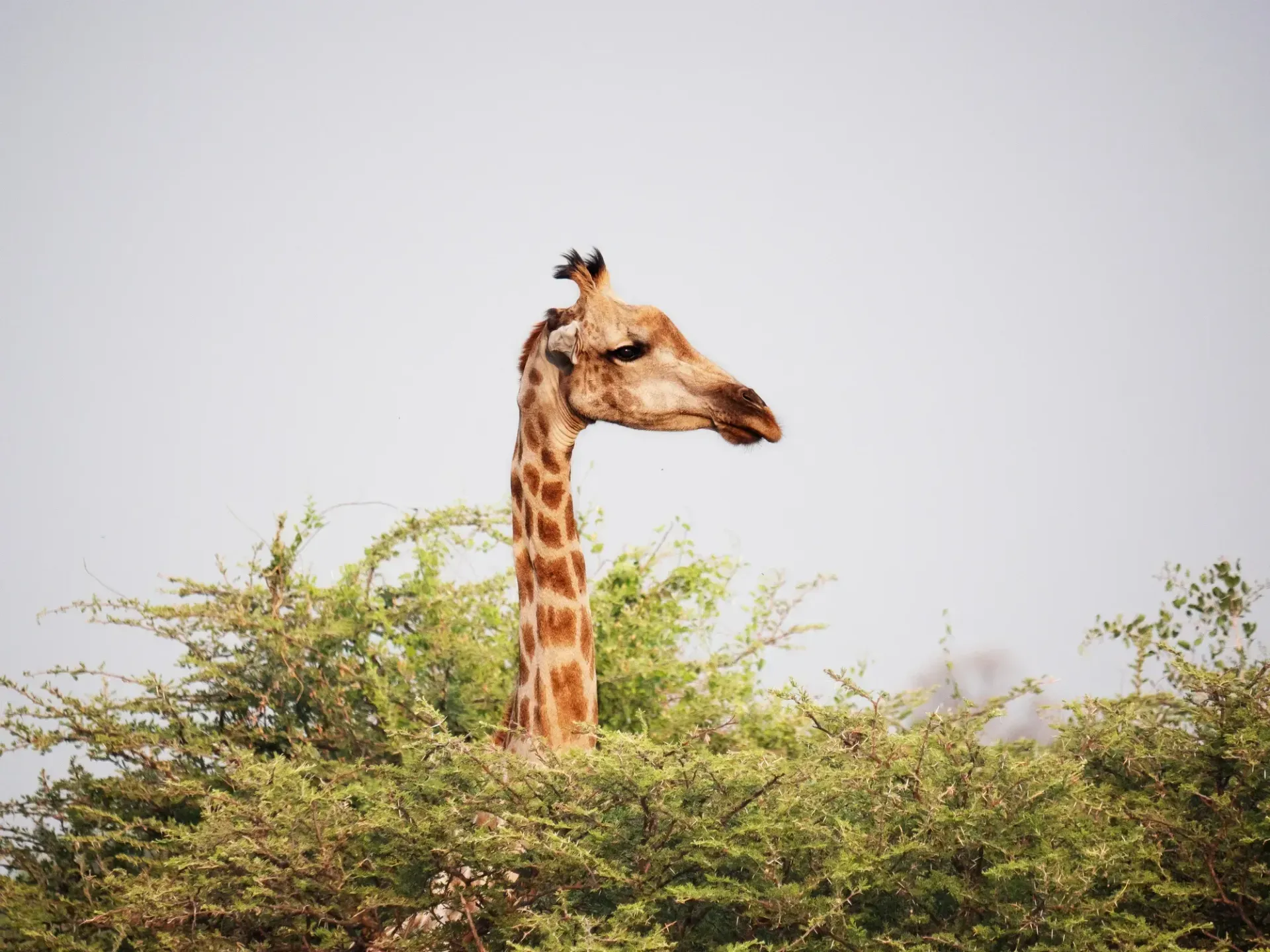 Giraffe head and neck extending above green tree foliage against a pale sky. — AT My Place Counselling and Psychotherapy in Neutral Bay, NSW
