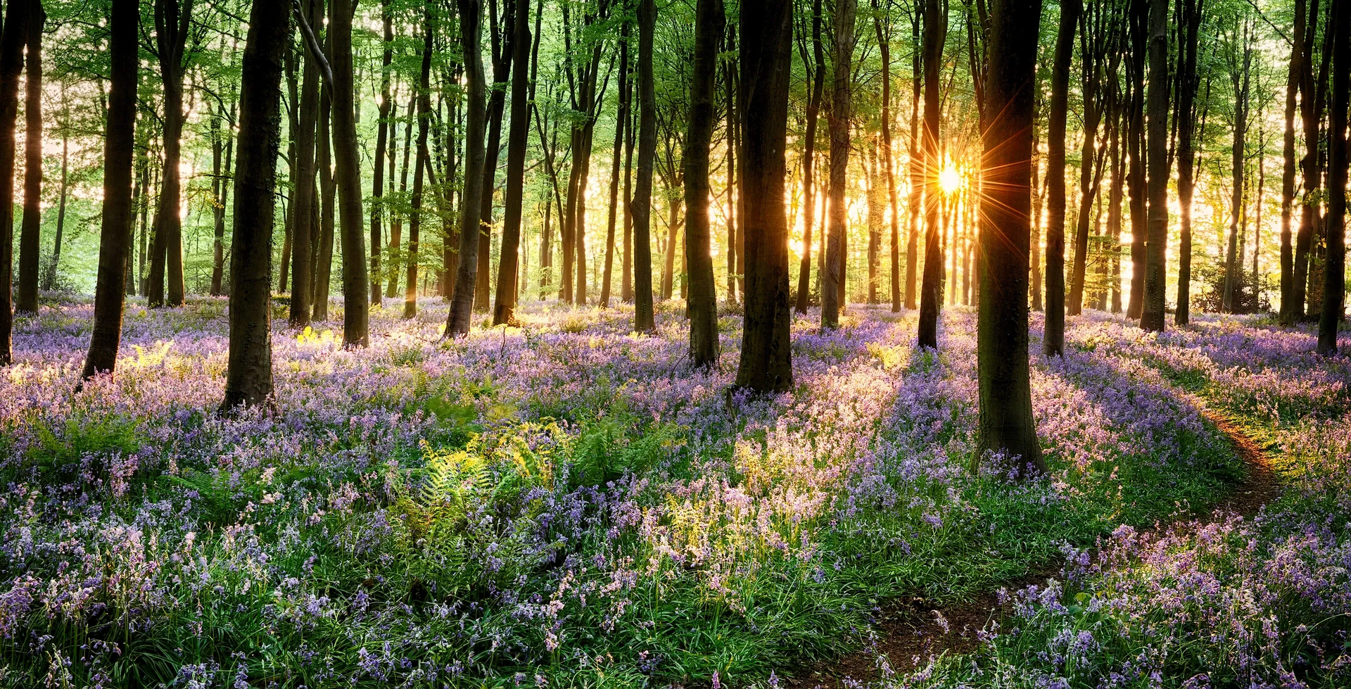 Sunlight streams through trees onto a field of purple wildflowers. — AT My Place Counselling and Psychotherapy in Neutral Bay, NSW