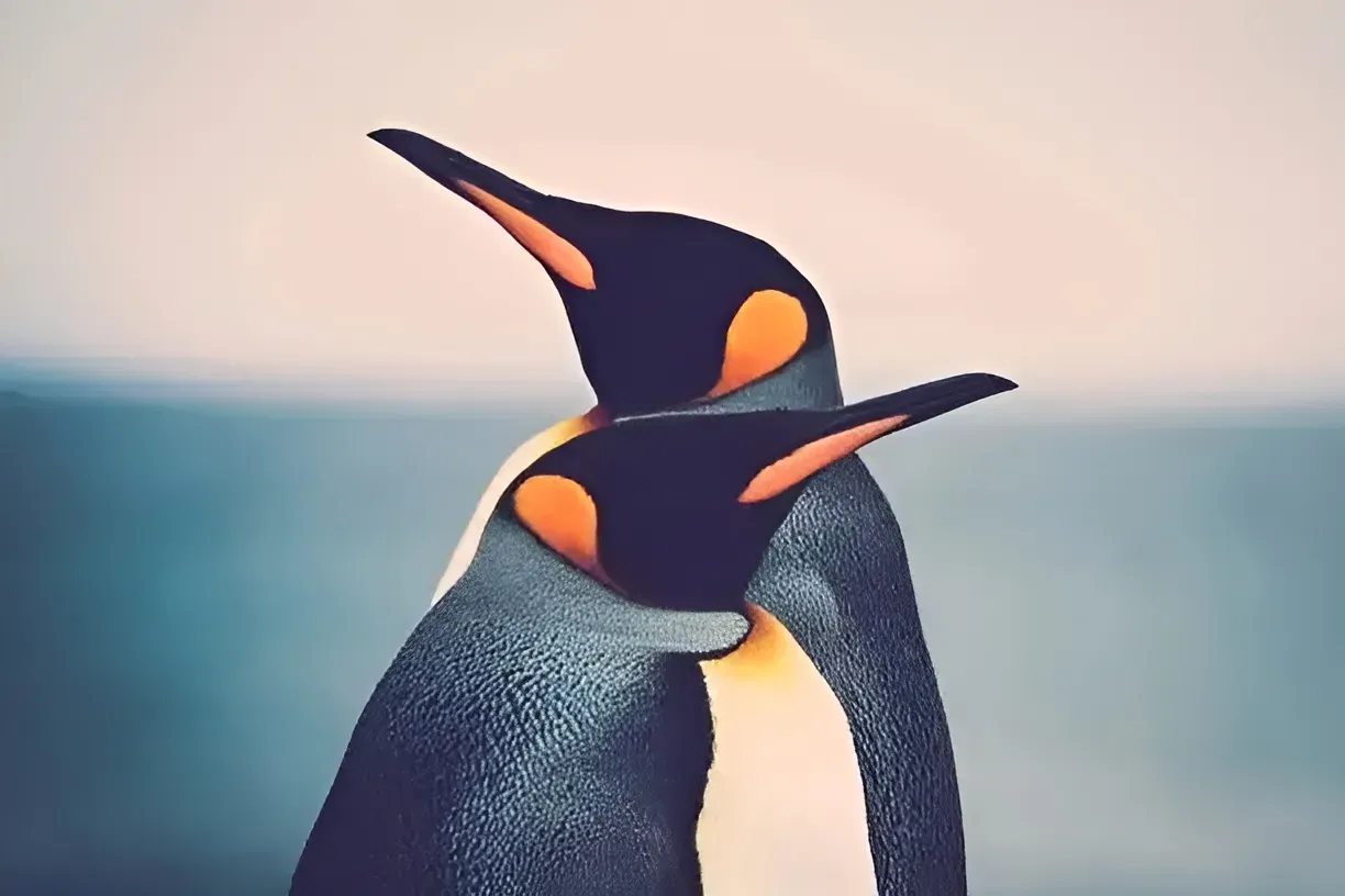 Two king penguins with black heads and orange ear patches huddle together, against a blue and gray background. — AT My Place Counselling and Psychotherapy in Neutral Bay, NSW