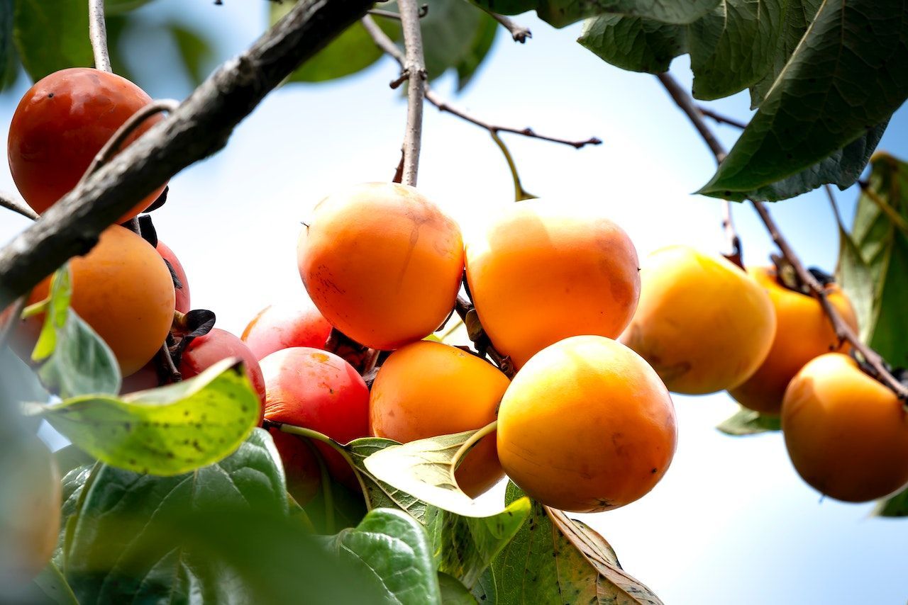 Organic Pick Your Own Fruits | Persimmons | Figs | Farm Stay | Sydney