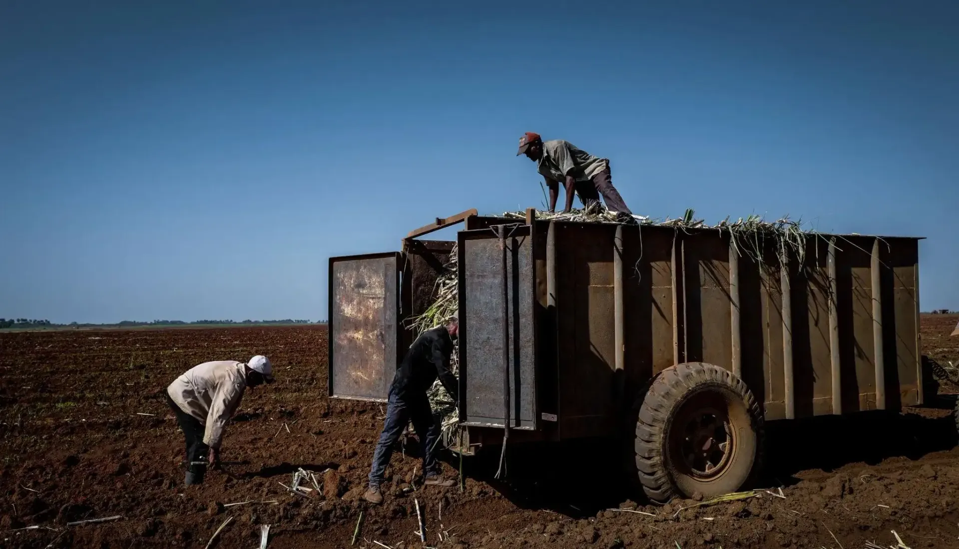 Cuba agriculture workers harvesting crops showing farming investment potential
