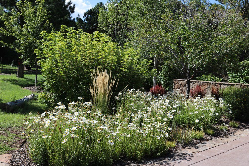 Professional Water Features — Small Plants For Landscaping Purposes in Flagstaff, AZ