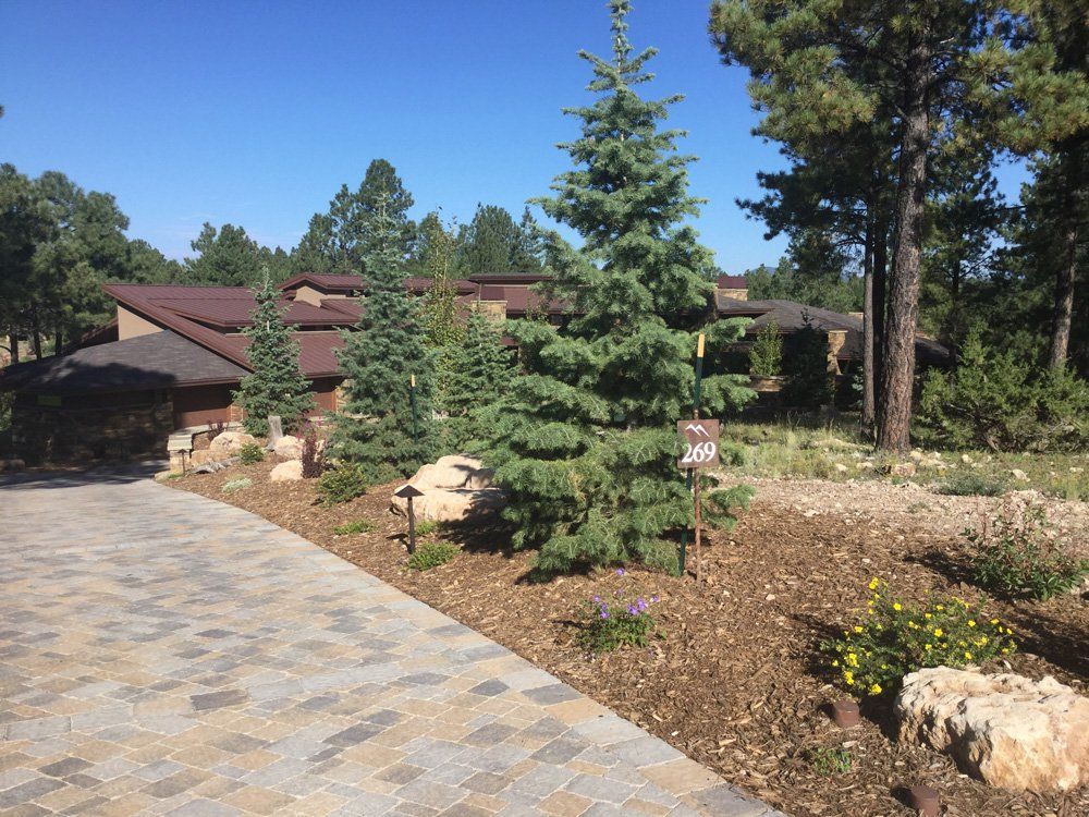Professional Landscape Contractor — Path Walk with Pine Trees on The Side in Flagstaff, AZ