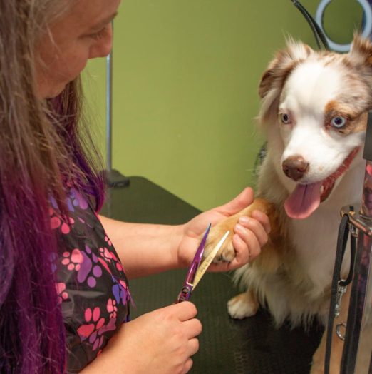 A woman is cutting a dog 's nails with a pair of scissors
