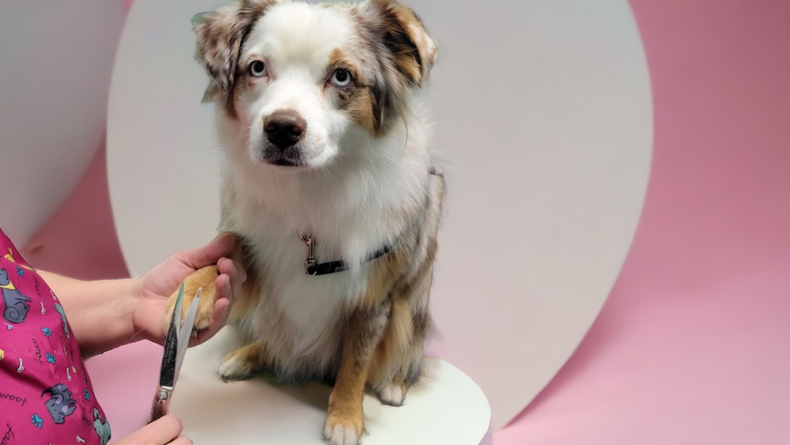 A dog is sitting on a table being groomed by a person.