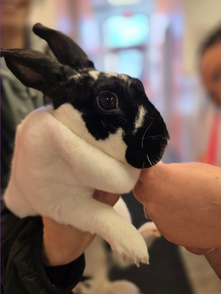 A person is holding a black and white rabbit