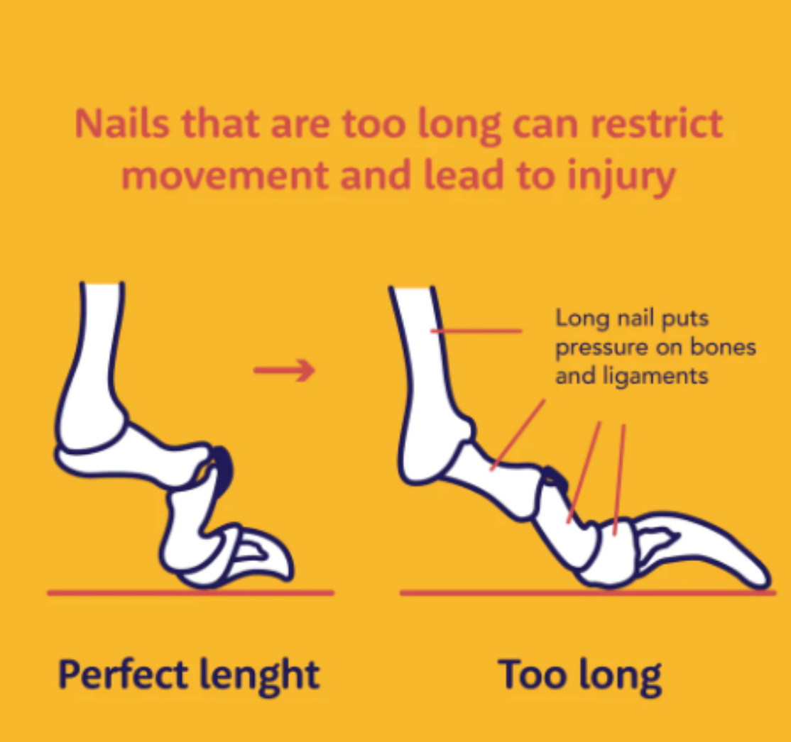 Nails that are too long can restrict movement and lead to injury