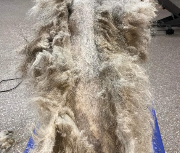 A close up of a dog 's fur with a lot of hair on it.