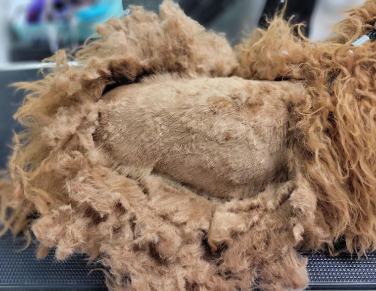 A close up of a dog 's fur on a table.