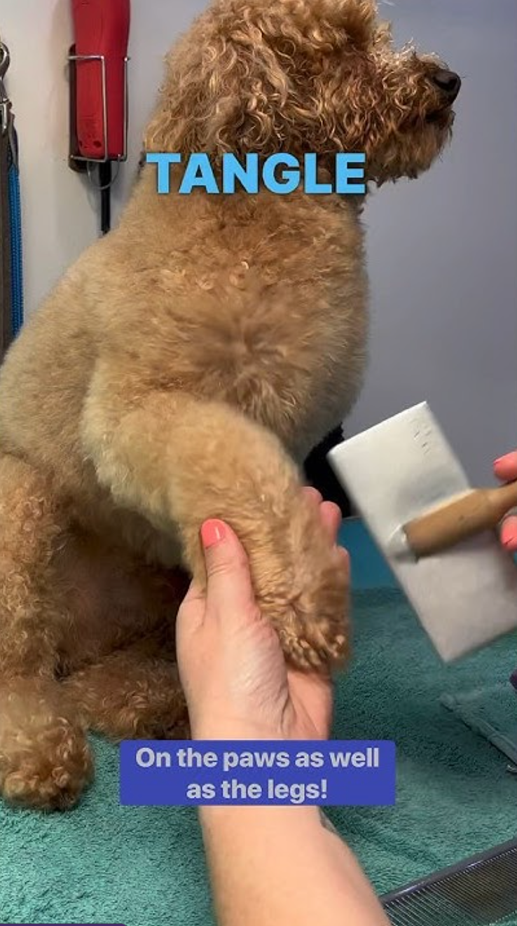 A person is brushing a dog 's paws as well as the legs.