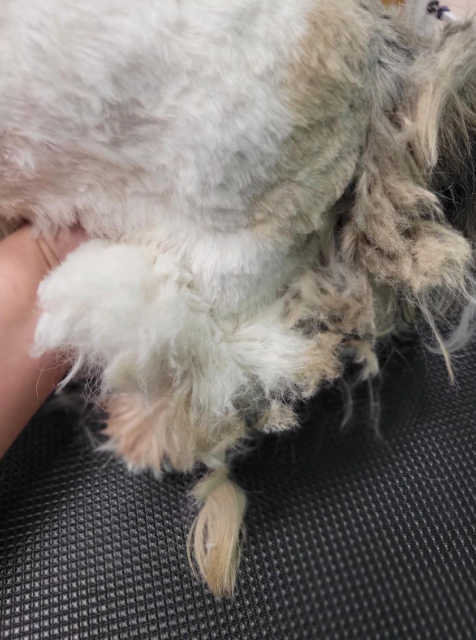 A close up of a person holding a fluffy dog.