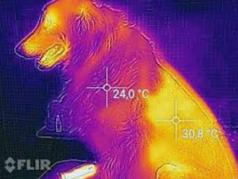 A thermal image of a dog with a temperature of 30.8 degrees celsius.