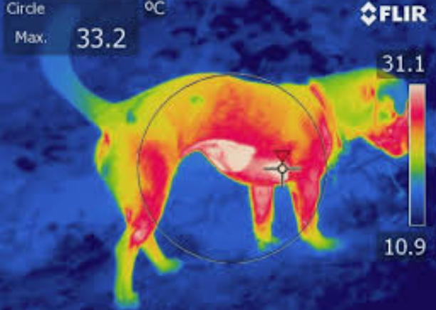 A thermal image of a dog with a max temperature of 33.2 degrees celsius