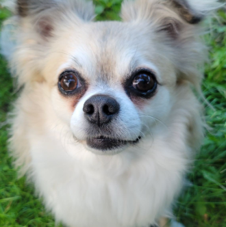 A small white dog is sitting in the grass and looking at the camera.