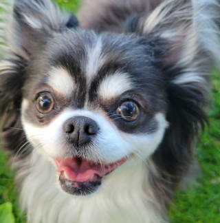 A small black and white dog with its mouth open