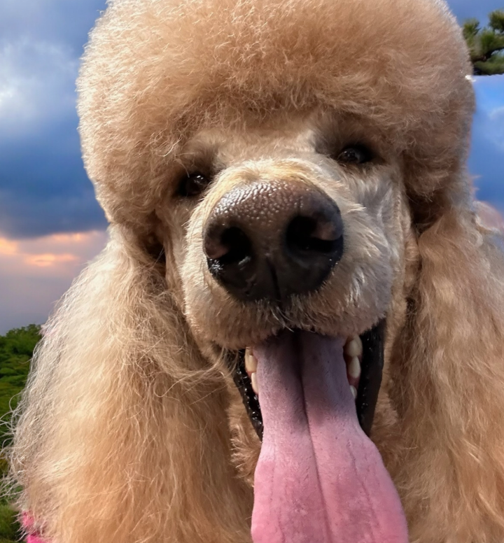 A close up of a poodle with its tongue hanging out