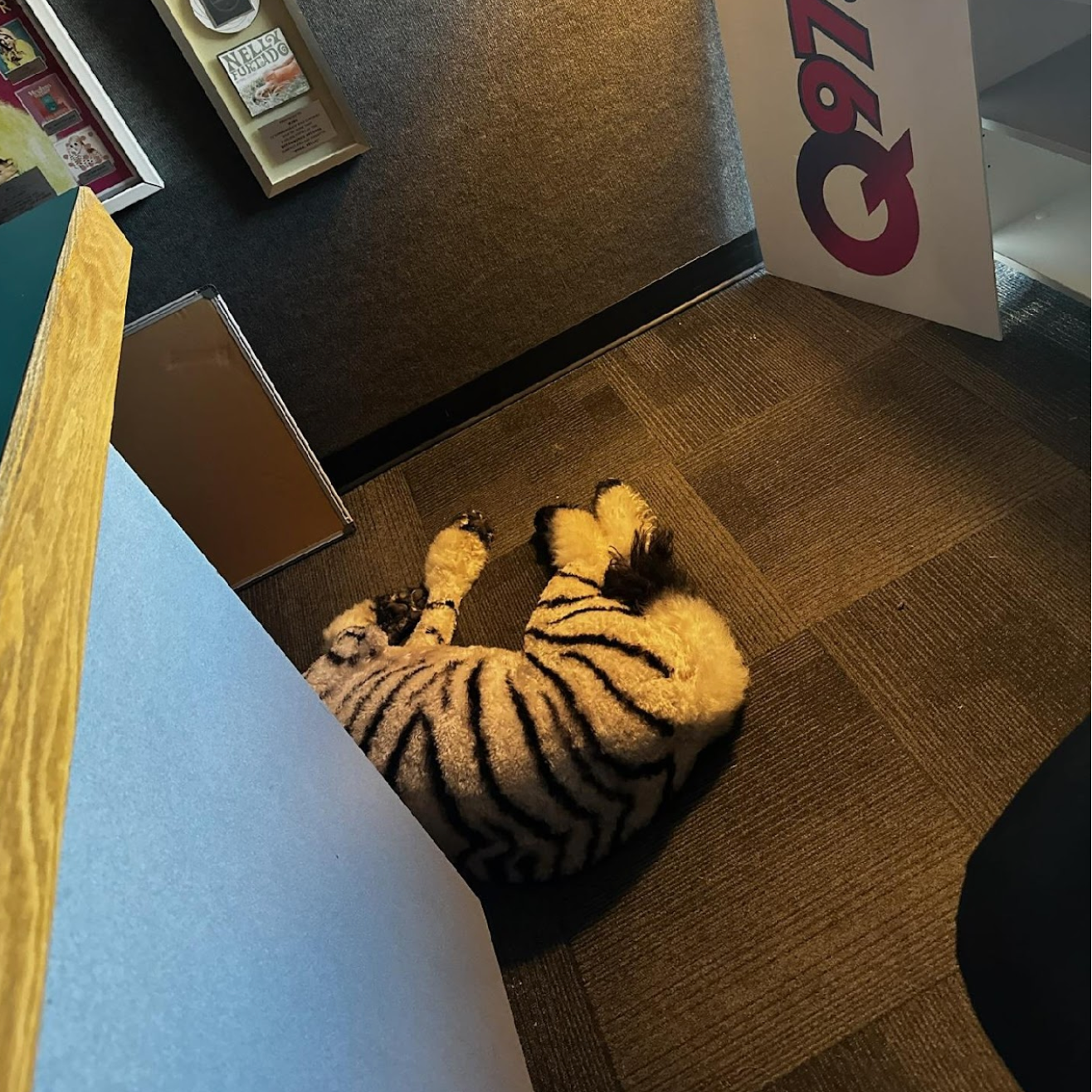 A stuffed tiger is laying on the floor next to a sign that says got