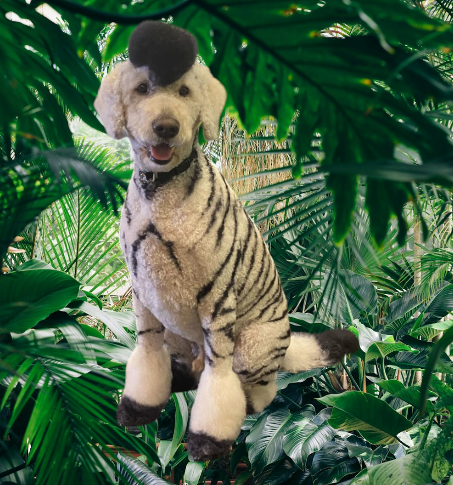 A dog that has been painted like a zebra