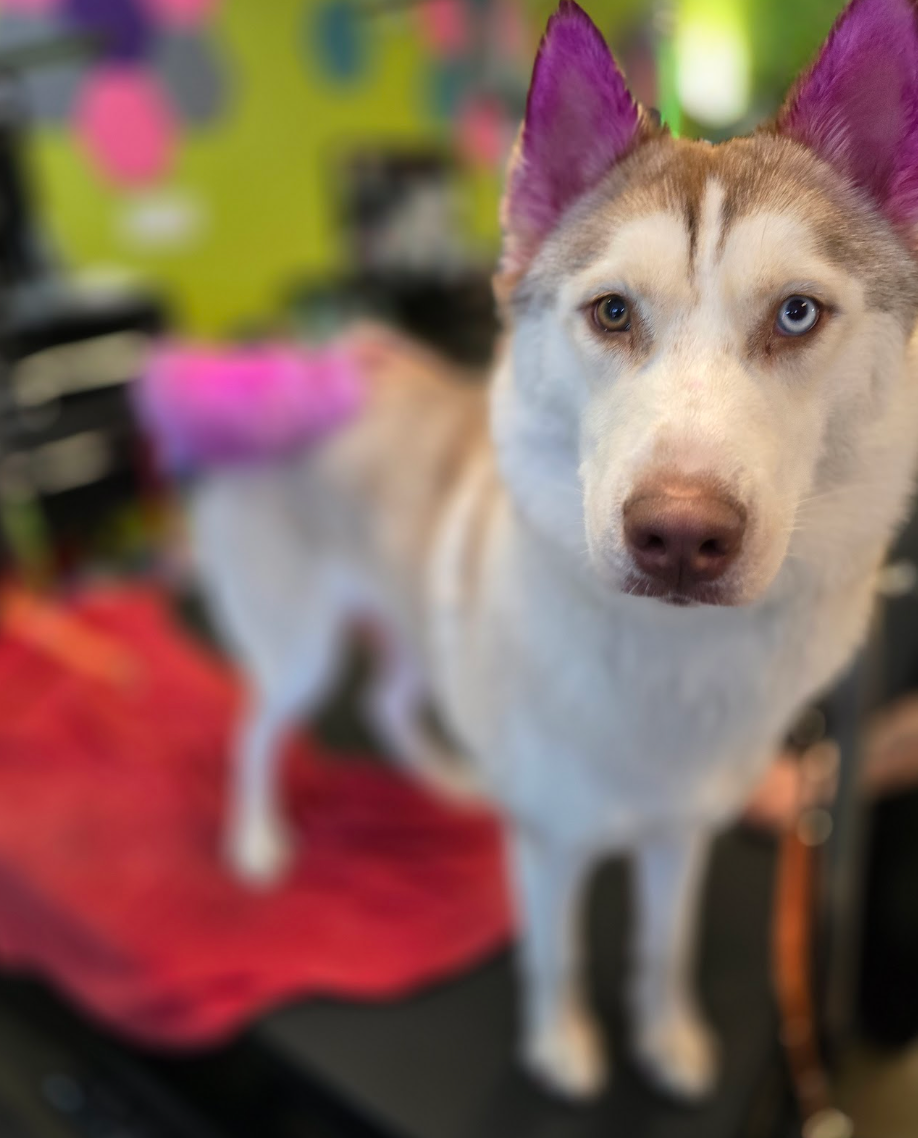 A husky dog with purple ears is standing on a table looking at the camera.