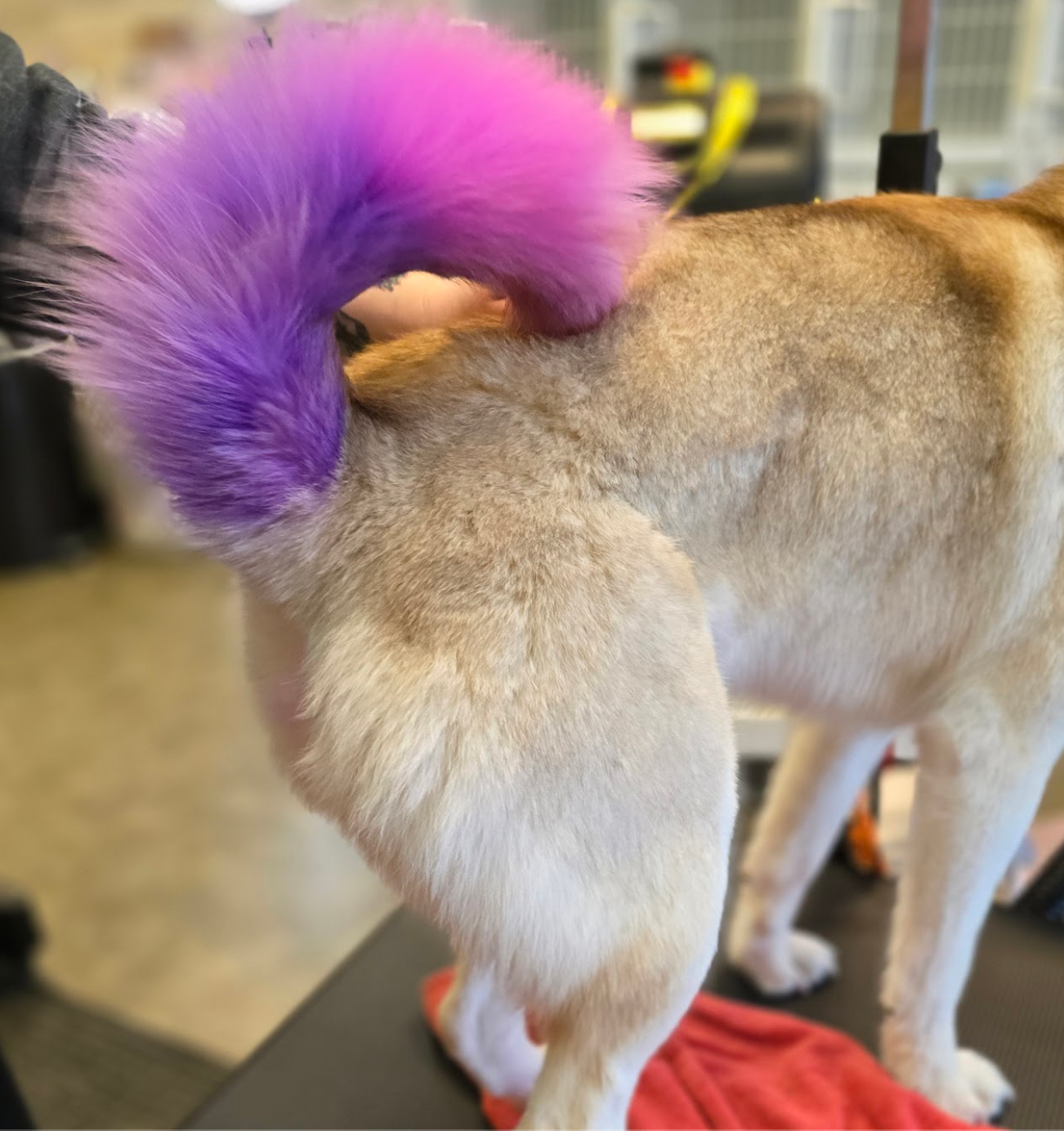 A dog with a purple tail is being groomed