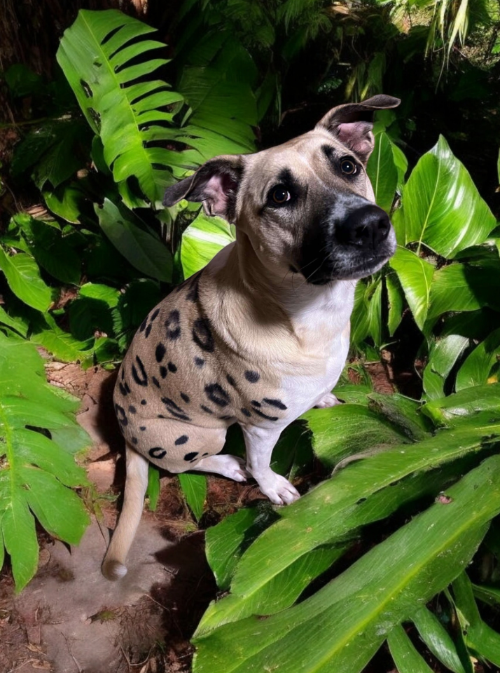 A dog wearing a leopard print sweater is sitting in a bush.