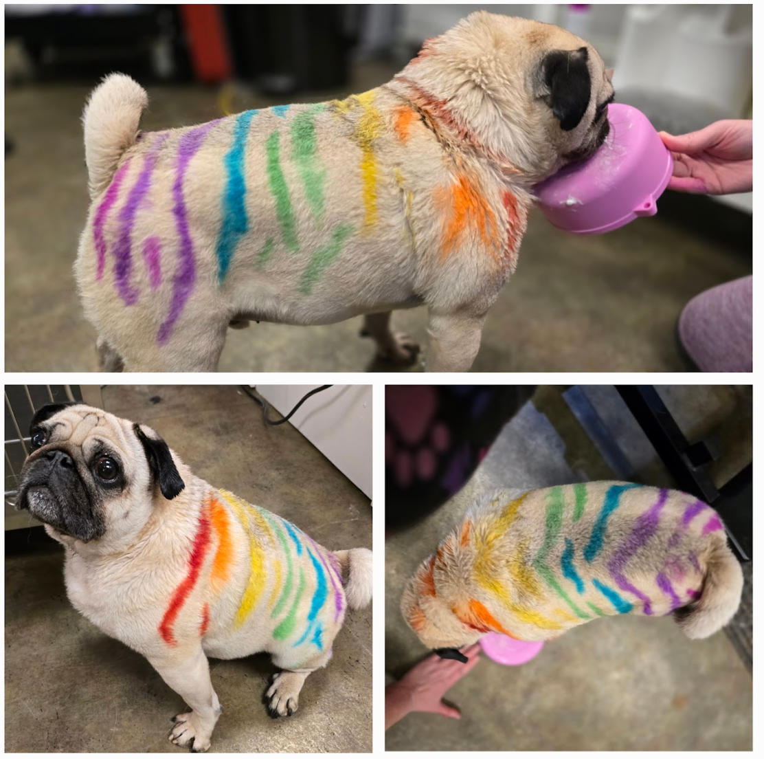 A pug dog is painted in rainbow colors