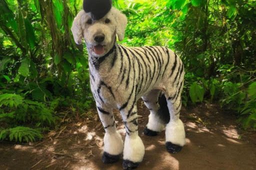 A dog dressed as a zebra is standing in the woods.