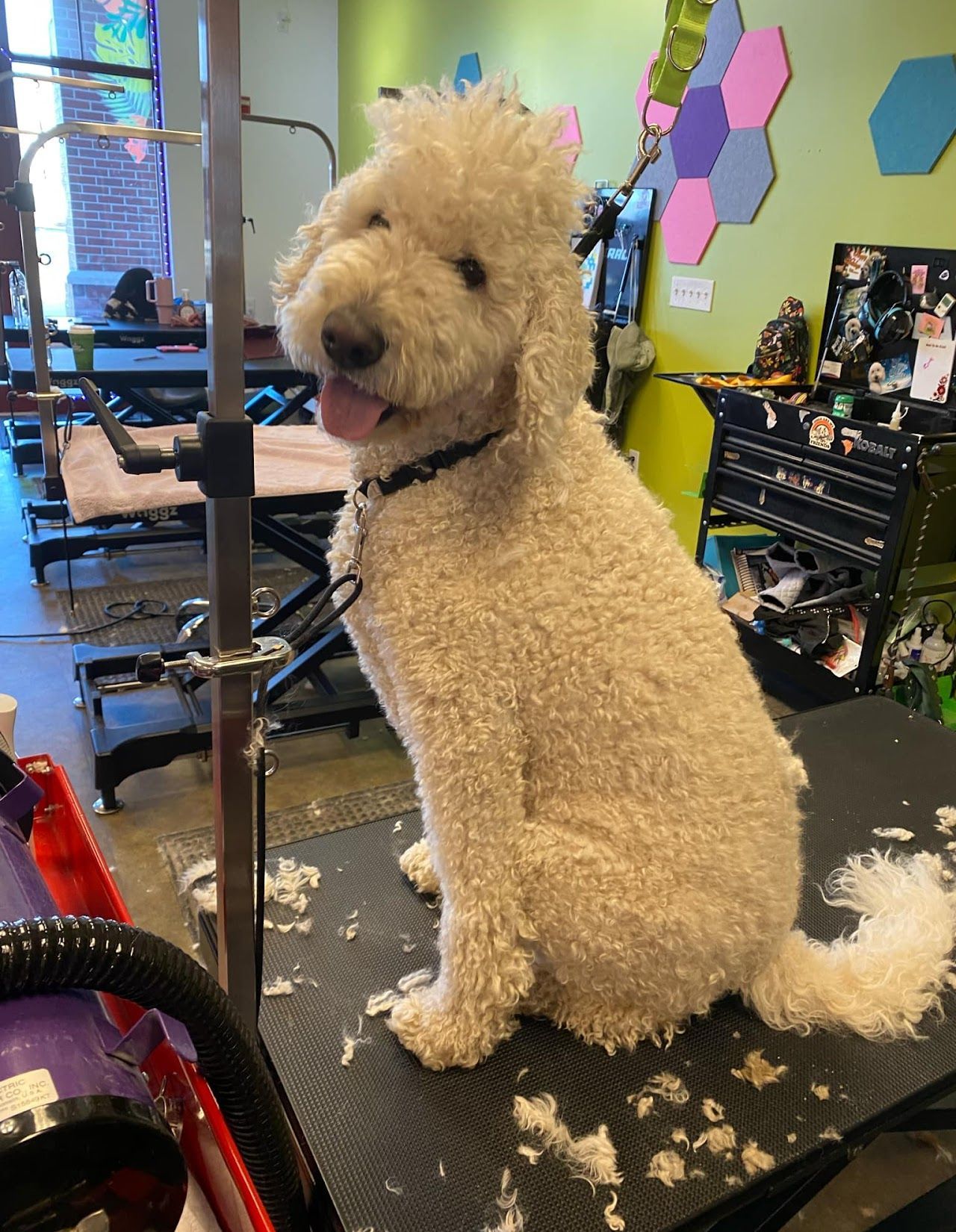 A white dog is sitting on a table in a grooming salon.