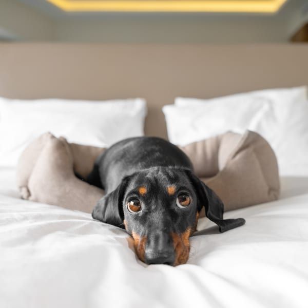 A small black and tan dachshund rests in a plush tan dog bed on a white bedspread, looking directly at the camera.