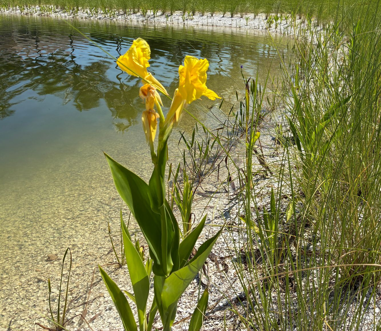 Yellow cana lily flowers on a lake, green foliage, and a planted background.