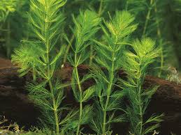 Green aquatic plant with feathery leaves, likely in a freshwater aquarium.