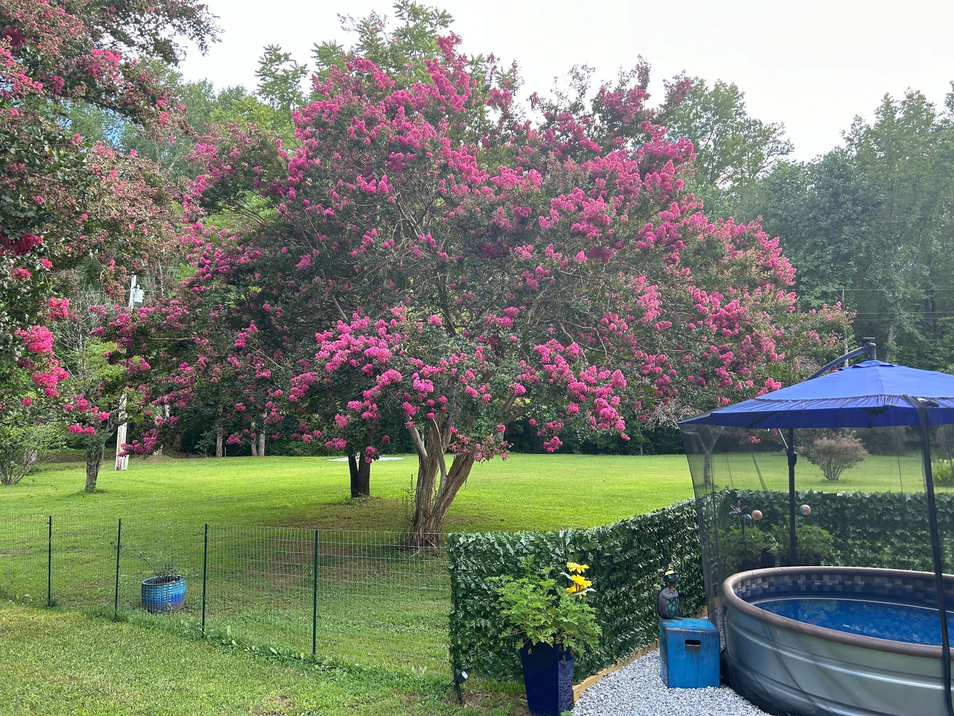 A large tree with pink flowers is in the middle of a lush green field next to a pool.