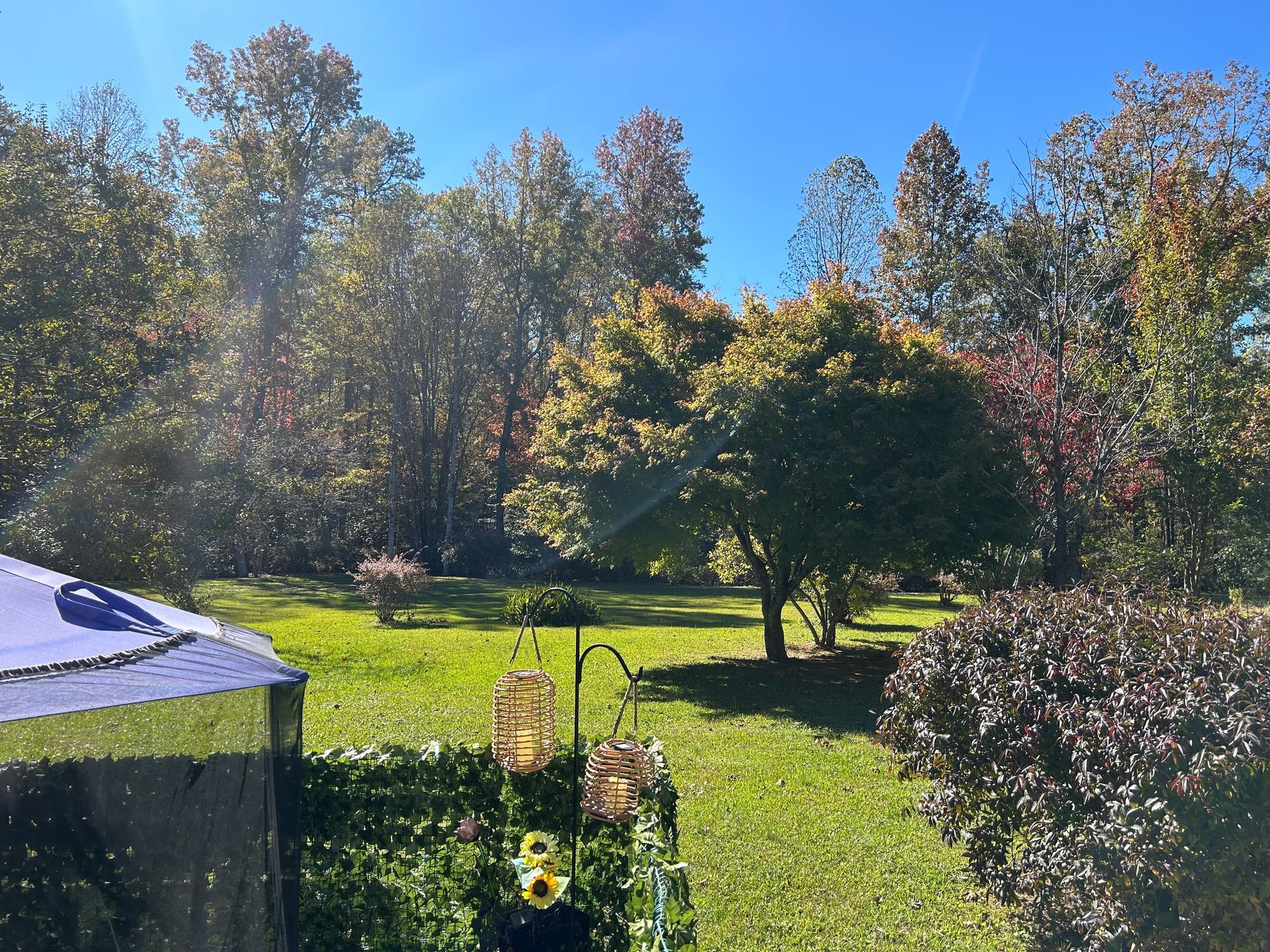 A backyard with a gazebo and trees on a sunny day