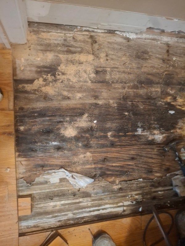 Rotting wood flooring with black mold, near a wall and trim.