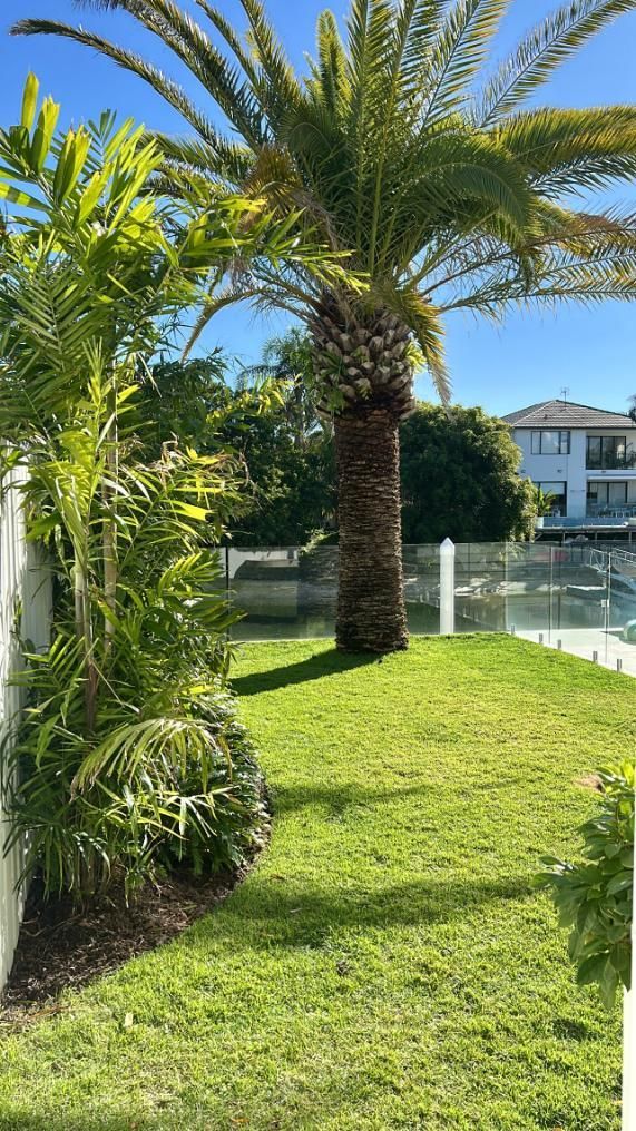 A large palm tree stands in a sunny, green backyard with a smaller palm nearby and a house in the background.