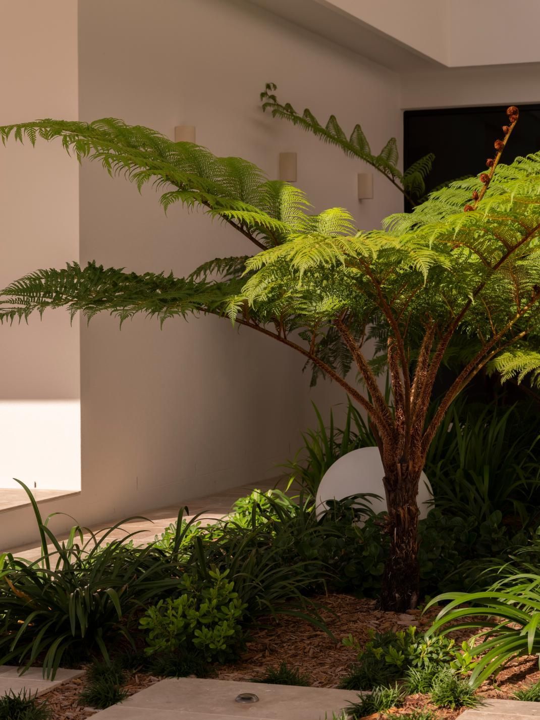 A tree fern stands in a bright garden bed with white walls and stone pavers in the background.