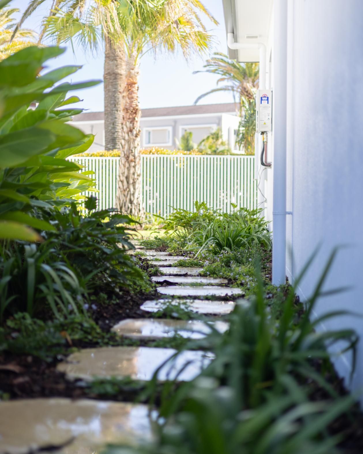 A narrow stone stepping path winds through a garden with lush greenery along a pale blue wall under a palm tree.
