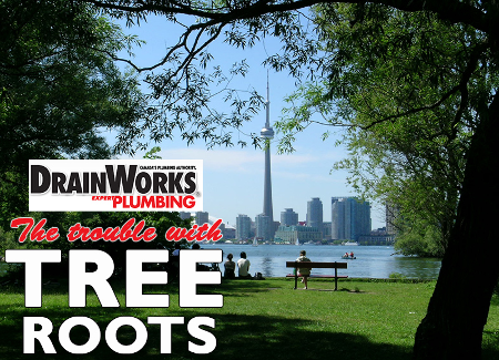DrainWorks Plumbing Toronto The Trouble WIth Tree Roots
