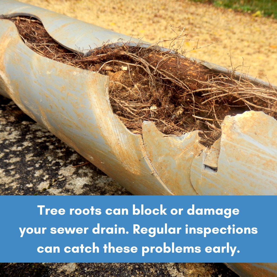 Tree roots can block or damage your sewer drain regular inspections can catch these problems early