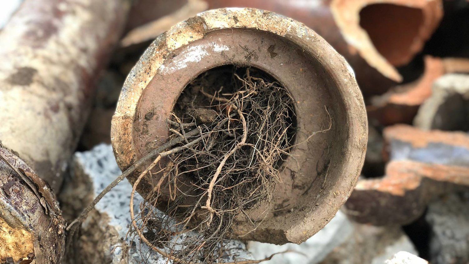 DrainWorks Plumbing Toronto Plumbers Tree Roots Removal From Drain