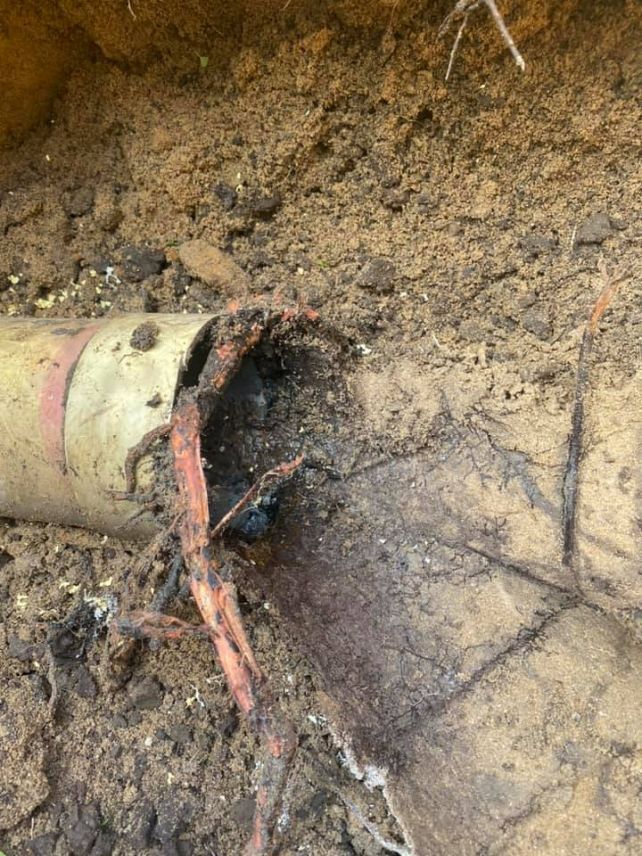 A Close Up Of A Pipe In The Dirt With Roots Coming Out Of It — Casino Plumbing In Casino, NSW