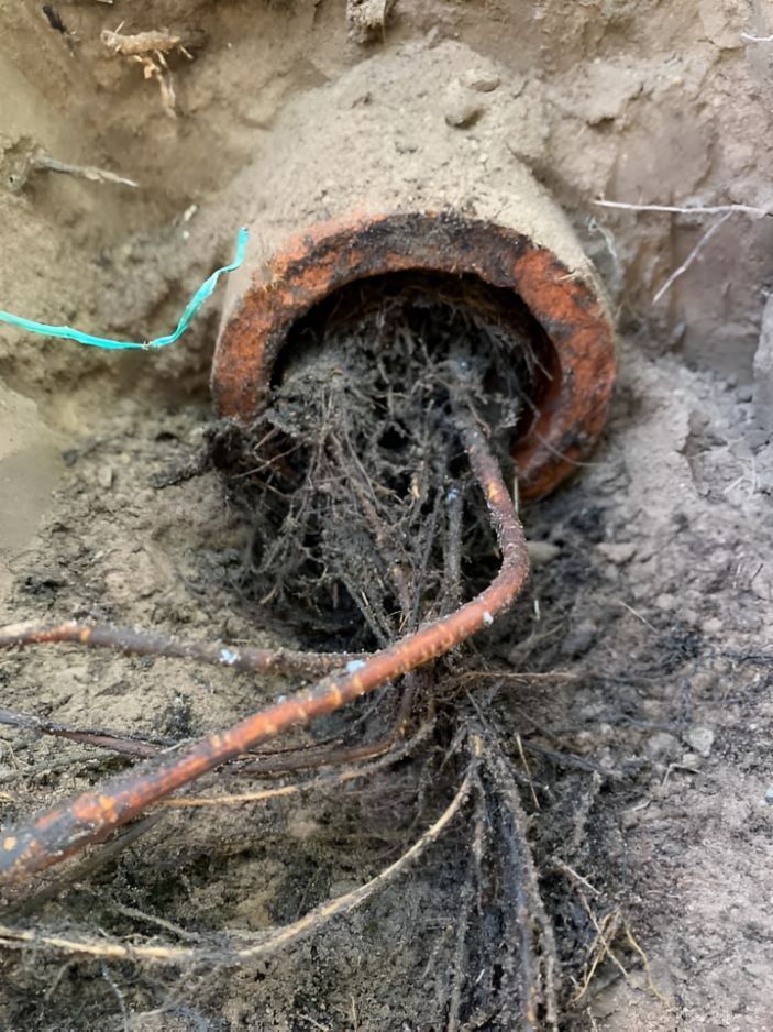 A Pipe With Roots Sticking Out Of It Is Sitting In The Dirt — Casino Plumbing In Casino, NSW