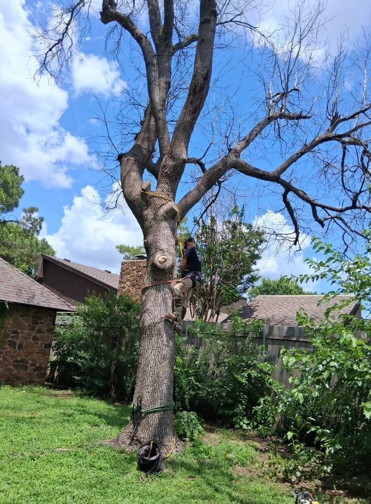 A man is climbing a tree in front of a house.