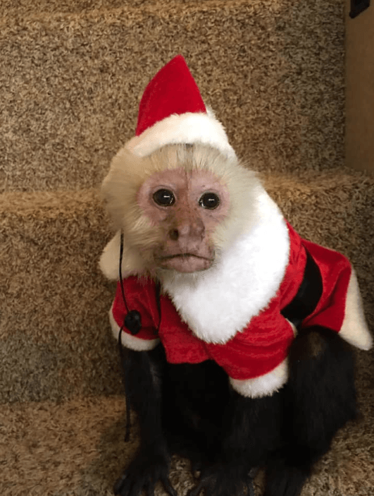 Party Animal Entertainment in Dallas, TX