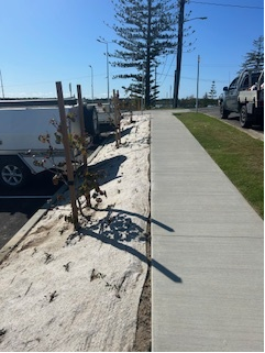 Trees Planted on Side of Footpath — Michael Flick Horticulture in Coffs Harbour, NSW